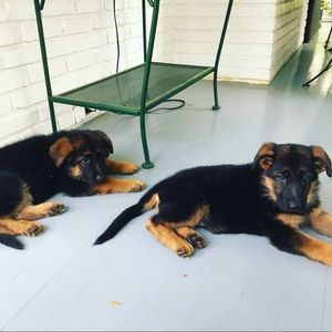 Meet your Posher, Henry